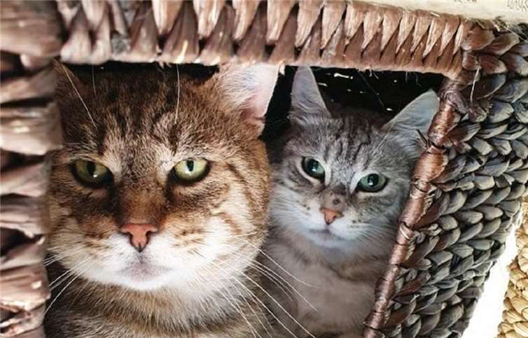 Dies sind zwei von vielen „vergessenen“ Katzen im Tierschutz Siebengebirge. Brownie und Silver, zwei echte Kater-Kumpels, die nur gemeinsam in ein neues Zuhause umziehen sollen.Foto: privat