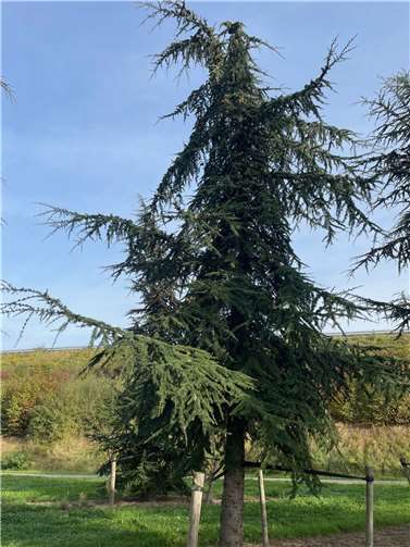 Diese 12 Meter hohe Libanon-Zeder wurde bereits achtmal in der Baumschule verpflanzt und bekommt nun mit etwa 40 Jahren ihren endgültigen Standort auf dem Reichensberger Platz. Foto: Stadt Koblenz/Stephan Dally