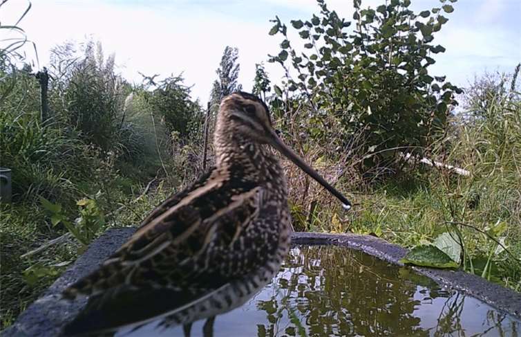 Diese Bekassine, hier an einer Vogeltränke, war Anfang Oktober für eine Woche Gast im Naturschutzgarten in Niederwerth. Jetzt soll das Gelände für sie und andere Wattvögel weiter aufgewertet werden, zum Beispiel durch kleine und große Pfützen und einen extra Schlammtümpel. Foto: privat