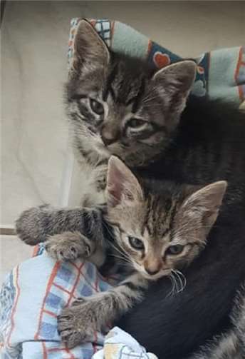 Diese Fellnasen und noch viele andere suchen ein schönes Zuhause. Foto: privat