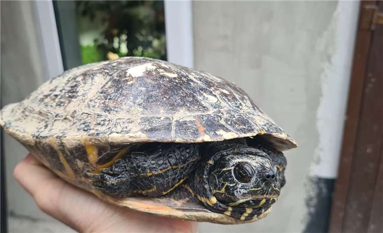 Diese Hieroglyphen-Schmuckschildkröte wurde am Vallendarer Rheinufer gefunden. Foto: privat