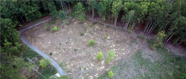 Diese Kahlfläche soll wieder in einen klimastabilen Wald verwandelt werden. Quellen: Stadt Bendorf