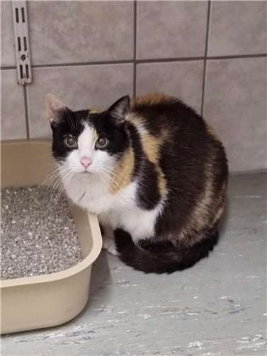 Diese Katze möchte wieder in ihr Zuhause zurück.  Foto: Sybill Limbach