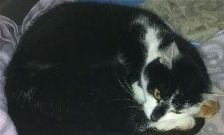 Diese Katze wurde Anfang August in Raubach gefunden. privat