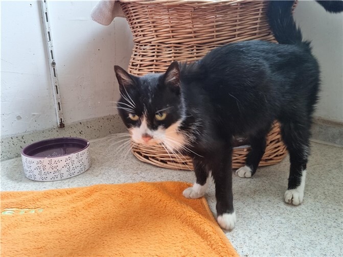 Diese Katze wurde in Küttig gefunden.  Foto: privat