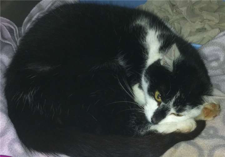 Diese Katze wurde in Rausbach gefunden. privat