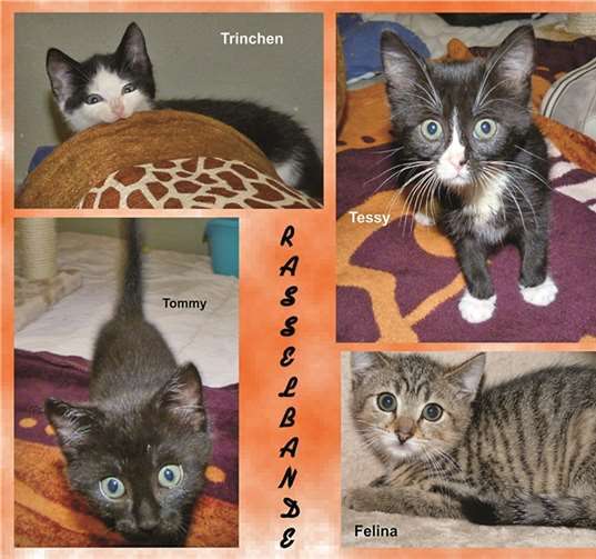 Diese Katzenkinder suchen liebevolle Menschen und mit ihnen ein schönes Zuhause. privat