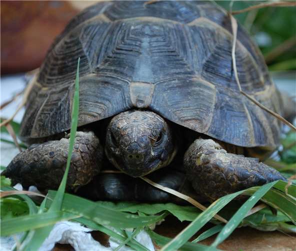 Diese Landschildkröte wurde in Neroth aufgefunden.