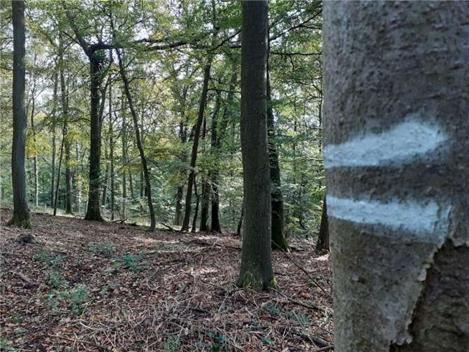 Diese Markierung kennzeichnet die Gassen, auf denen sich Maschinen im Wald bewegen dürfen.  Foto: Landesforsten.RLP.de / Dietmar Ebi