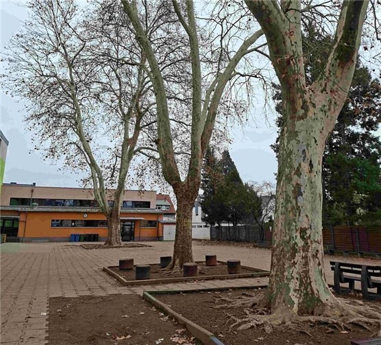 Diese Platanen sollen gefällt werden.Foto: privat 