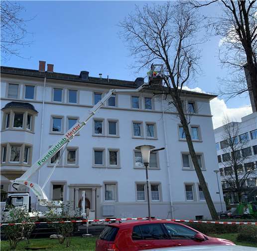 Diese Robinie drohte umzukippen.Quelle: Stadt Koblenz