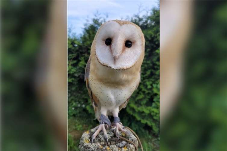 Diese Schleiereule in Mendig soll von unbekannten Tätern gestohlen worden sein.  Foto: Polizei