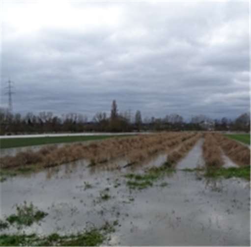 Diese Spargelanlage gleicht einem Reisfeld. privat