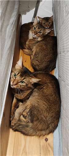 Diese Tiere wurden gerettet.  Foto: privat