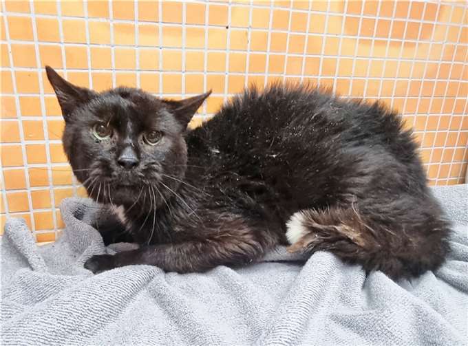 Diese aus einem Animal Hoarding-Fall beschlagnahmte Katze ist unterernährt und krank. Im Tierheim muss sie mühsam aufgepäppelt werden.  Foto: Tierschutzverein Mühlhausen e.V./Katharina Funk