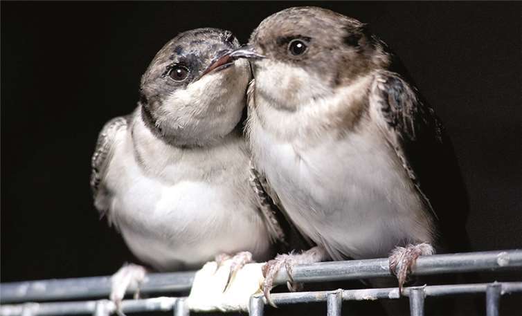 Diese beiden Mehlschwalben haben den Winter in der Intensivstation verbracht und fühlen sich im warmen Schein der Höhensonne wohl.