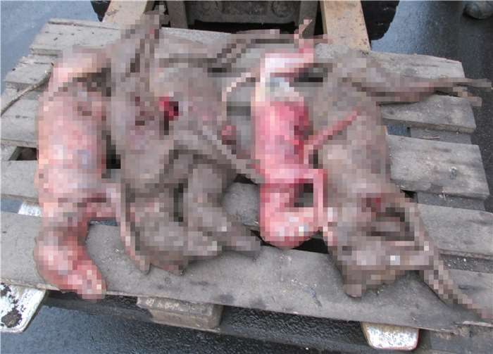 Diese drastischen Bilder zeigen fünf abgehäutete Füchse, die gesetzeswidrig über die braune Biotonne entsorgt wurden. Der Verursacher, sofern er zu ermitteln ist, muss mit einer empfindlichen Geldbuße rechnen. Fotos: Pressestelle der Kreisverwaltung des Westerwaldkreises / Bearbeitung: CF