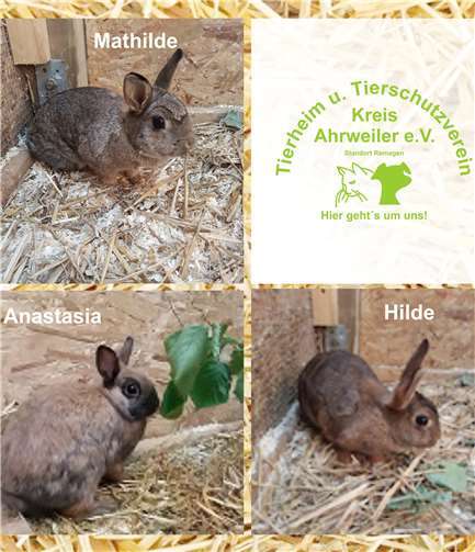Diese drei Kaninchen-Damen suchen ein artgerechtes Zuhause.Tierheim und Tierschutzverein Kreis Ahrweiler e.V.