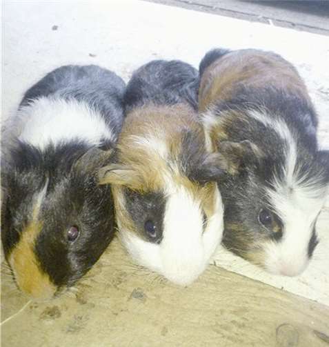 Diese drei jungen Meerschweinchen wurden ausgesetzt und suchen nun ein neues Zuhause.