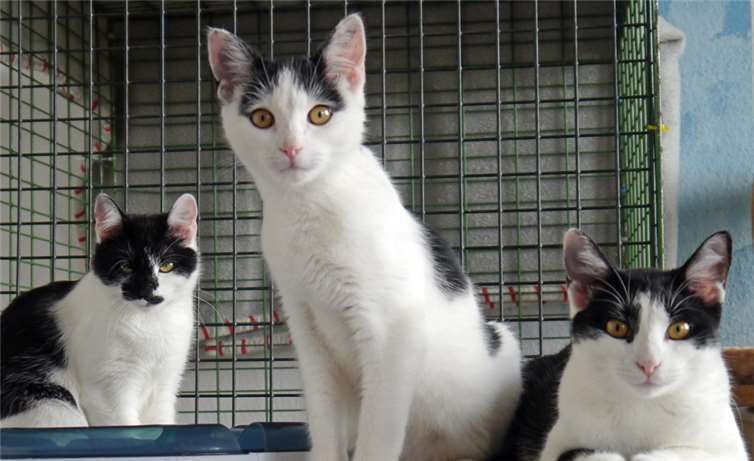 Diese lustige Truppe ist vom Frühjahr übrig geblieben und wartet in der Rheinstraße auf „ihre“ Menschen. privat