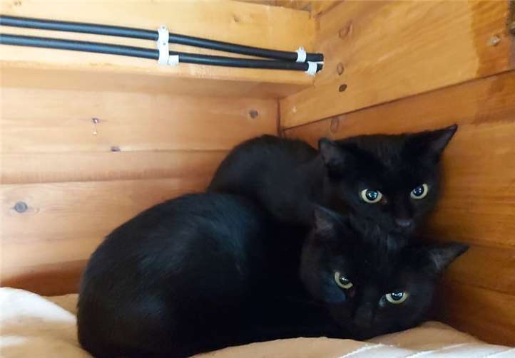 Diese schüchternen Katzen ziehen sich bei Besuch ganz zurück.