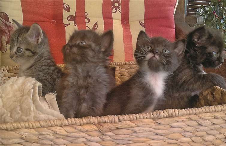 Diese vier Kätzchen werden mit der Flasche großgezogen.privat