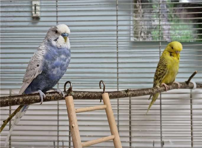 Diese zwei Wellensittiche wurden in Volkesfeld und Mayen gefunden.  Foto: privat