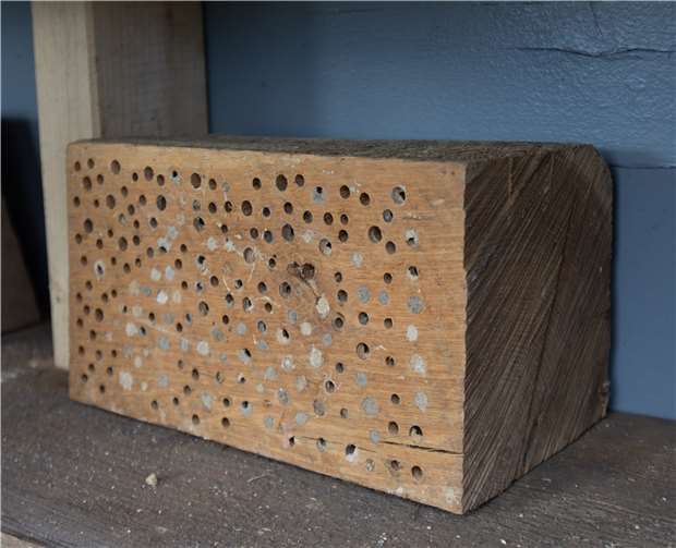 Diesen Holzklotz spendete die Aktionsgemeinschaft gleich mitsamt der Brut, die die fleißigen Wildbienen darin schon abgelegt hatten.