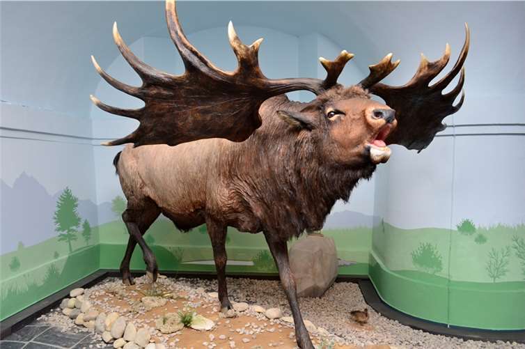 Diesen Riesenhirsch unbeschadet ins Obergeschoss der preußischen Festung zu bekommen war eine logistische Meisterleistung.