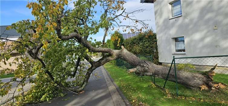 Dieser Baum hielt dem Orkan nicht stand. Quellen: Freiwillige Feuerwehr Bad Honnef