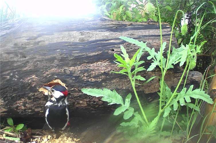 „Hier fliegen nur so die Fetzen“  Dieser Buntspecht sucht hier etwas ganz Spezielles: die fetten Larven der Großen Holzbiene.