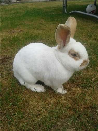 Dieser Hase wurde als vermisst gemeldet. Polizei Koblenz