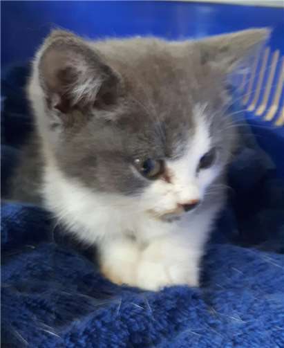 Dieser Karthäuser-Mix-Kater hat die Strapazen leider nicht überlebt. privat