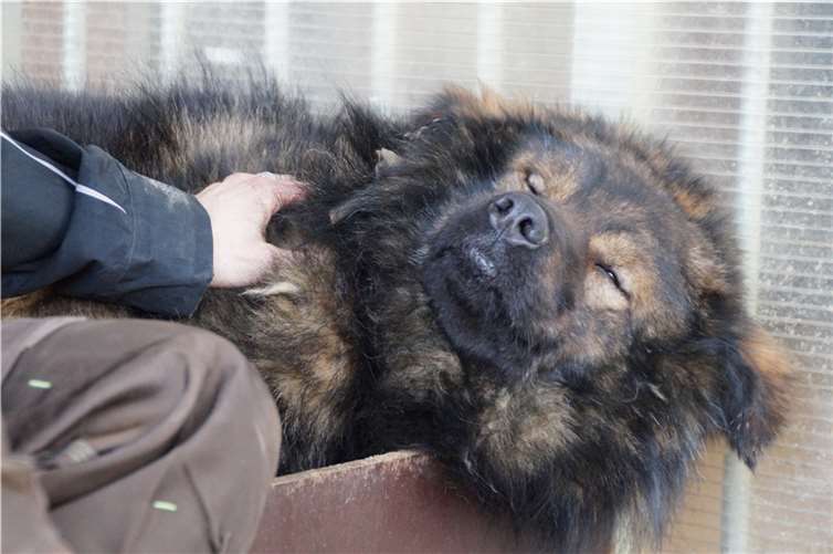 Dieser Rüde hat noch große Angst vor Menschen......während er die Streicheleinheiten schon in vollen Zügen genießt.