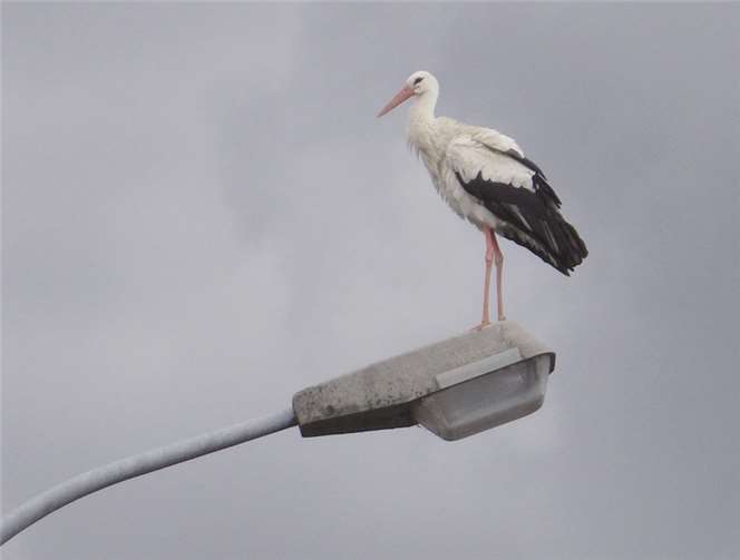Dieser Storch stattete Sinzig einen Besuch ab. Karin Lepike-Regel
