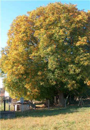 Dieser beeindruckende "Alte Riese" wurde von unserem Leser Gerhard Draws mit seinem herbstlichen Blattwerk in der Oktobersonne eingefangen. Der Walnussbaum hat einen Stammumfang von 308 cm und ist bereits etwa 150 Jahre alt. Foto: Gerhard Draws
