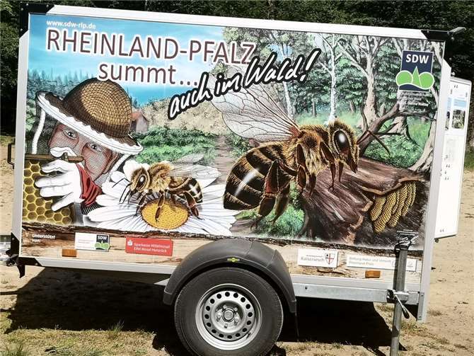 Dieser geschlossene PKW-Anhänger, liebevoll Bienenmobil genannt, dient als Ergänzung der waldpädagogischen Arbeit. Seit 2017 ist die Verbandsgemeinde Kaisersesch offizieller Verleihstandort des Bienenmobils.