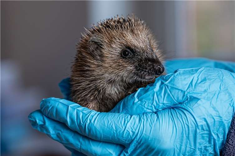 Dieser junge Igel wiegt weniger als 500 Gramm und wird im Tierschutzzentrum Weidefeld des Deutschen Tierschutzbundes aufgepäppelt.  Copyright: Deutscher Tierschutzbund e.V. / Marc Jeworrek