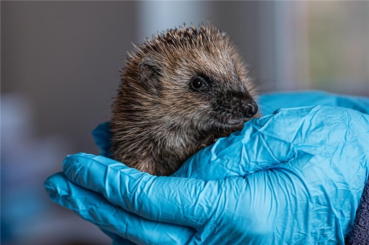 Dieser junge Igel wiegt weniger als 500 Gramm und wird im Tierschutzzentrum Weidefeld des Deutschen Tierschutzbundes aufgepäppelt.Foto: Deutscher Tierschutzbund e.V. / Marc Jeworrek
