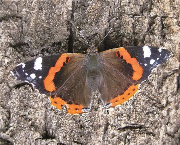 Dieser selten gewordene Admiral wurde beim Wandern entdeckt.privat
