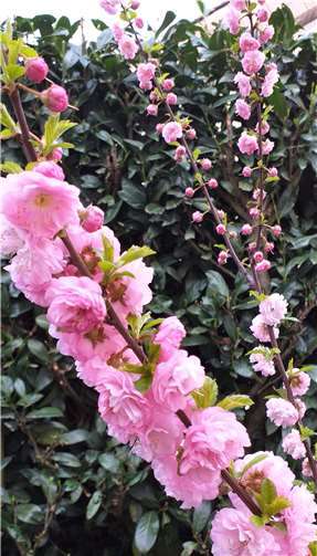 Dieses Foto eines Mandelbaums in voller Blüte sendete uns Leserin Margrit Schuch aus ihrem Garten.Foto: Margrit Schuch