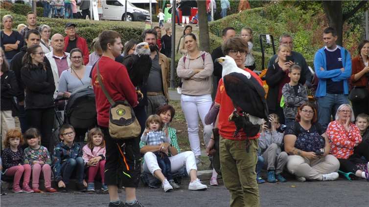 Stein- und Burgfest wirft seine Schatten voraus •Dieses Jahr können die Greifvögel aus Hellenthal bereits am Samstag bestaunt werden.