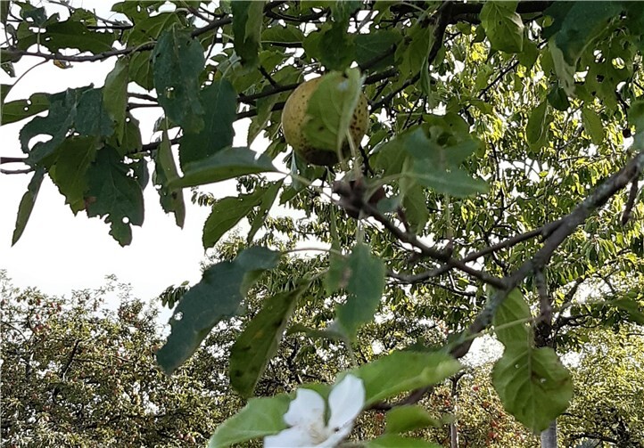 Dieses Phänomen kommt immer mal wieder vor. Fotos: Winfried Sander, Guido Holzem