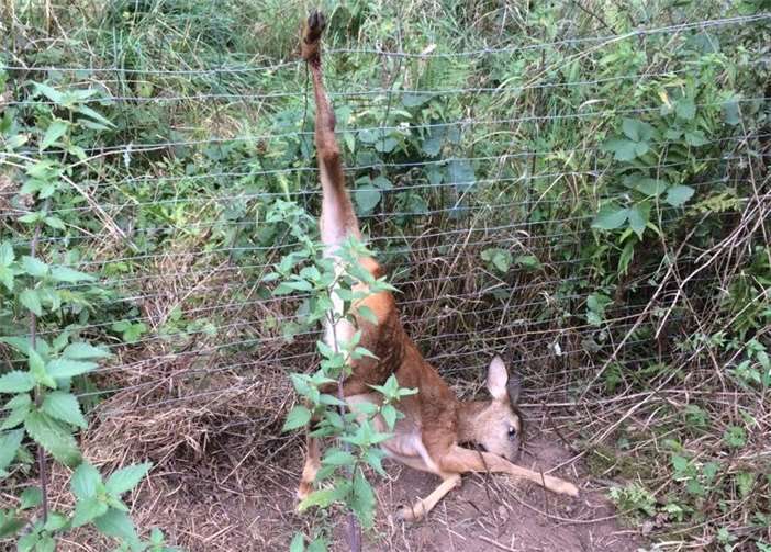 Dieses Rehkitz hatte sich im Zaun verfangen und mussteaufgrund seiner schweren Verletzungen getötet werden.Foto: Pressestelle der Kreisverwaltung