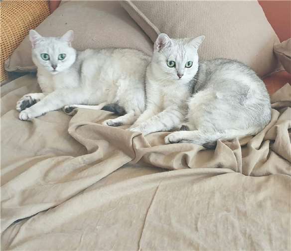 Dieses Schwesternpaar wird nur im „Doppel-Pack“ vermittelt.Foto: privat