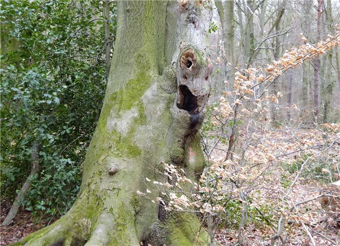 Dieses interessante Baumgesicht entdeckte die Gruppe.
