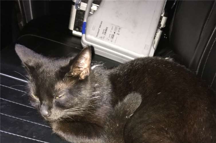 Katze auf Streifenfahrt Dieses kleine Kätzchen schlich sich in den Streifenwagen und machte es sich auf der Rückbank gemütlich.