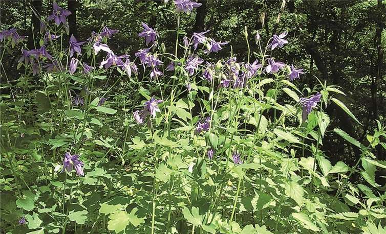 Diesmal ist die Akelei Wegbegleiter auf dem Rheinhöhenweg.
