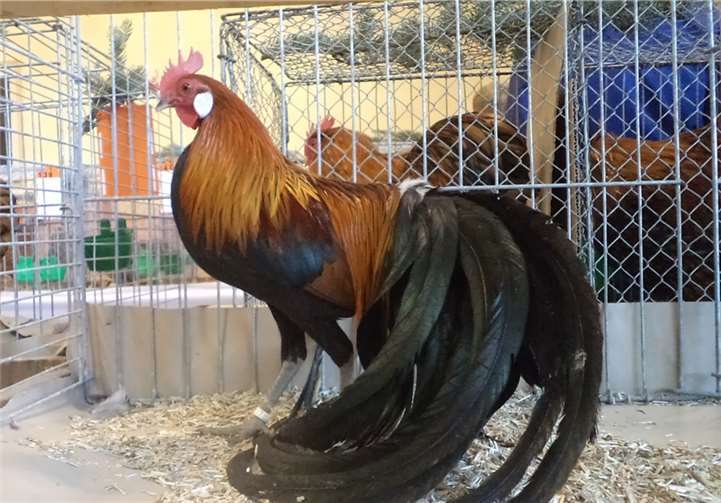 Dieter Heller präsentierte sein „Zwerg-Phönix“ in der Stadthalle von Münstermaifeld. privat