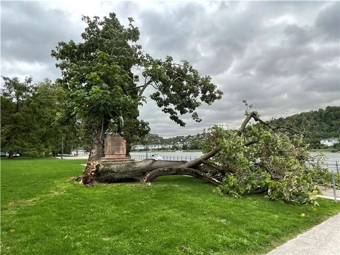 Direkt vor dem Schloss in den Rheinanlagen ist ein Blauglockenbaum umgekippt. Es ist nachts passiert, zu Schaden kam niemand. Foto: Stadt Koblenz / Stephan Dally